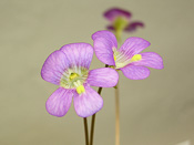 Pinguicula debbertiana