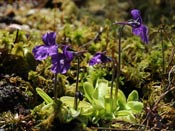 Pinguicula grandiflora