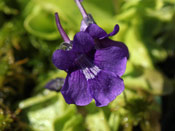 Pinguicula grandiflora