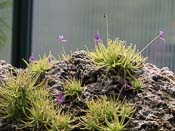 Pinguicula gypsicola