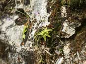 Pinguicula vulgaris var. gypsophila