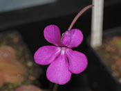 Pinguicula hemiepiphytica