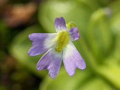 Pinguicula hirtiflora