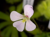 Pinguicula jaumavensis