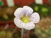 Pinguicula kondoi