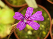 Pinguicula laueana x emarginata