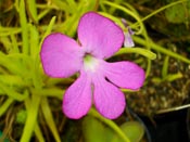 Pinguicula moctezumae