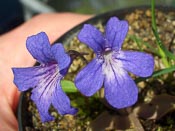 Pinguicula poldinii