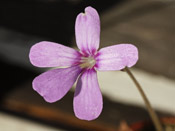 Pinguicula spec. Linz