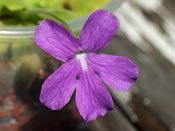 Pinguicula spec. Sumidero I