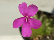 Pinguicula x Weser