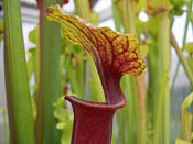 Sarracenia flava var. rubricorpora