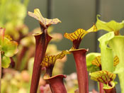 Sarracenia flava var. rubricorpora