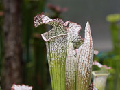 Sarracenia leucophylla