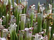 Sarracenia leucophylla