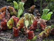 Sarracenia purpurea