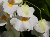 Utricularia alpina 'Pittier Moon' - Blüte