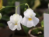 Utricularia alpina