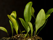 Utricularia alpina