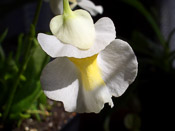 Utricularia alpina - Blüte