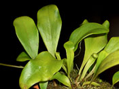 Utricularia alpina x campbelliana