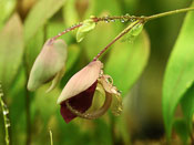 Utricularia alpina x campbelliana