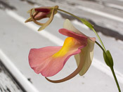 Utricularia alpina x campbelliana