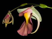 Utricularia alpina x campbelliana