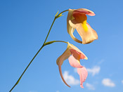 Utricularia alpina x campbelliana