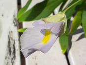 Utricularia alpina x endresii - Blüte