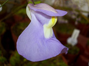 Utricularia alpina x humboldtii - Blüte