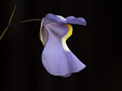 Utricularia alpina x humboldtii