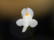 Utricularia amethystina - Blüte