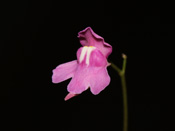 Utricularia amethystina