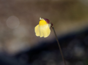 Utricularia appendiculata - Blüte