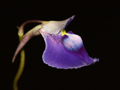 Utricularia arcuata