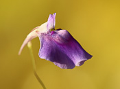 Utricularia arcuata