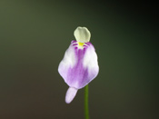 Utricularia arenaria