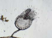 Utricularia arenaria