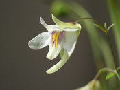 Utricularia asplundii