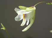 Utricularia asplundii