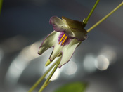 Utricularia asplundii