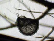 Utricularia aurea