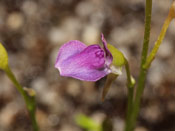 Utricularia babui - Blüte