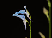 Utricularia babui