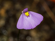 Utricularia beaugleholei