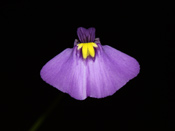 Utricularia beaugleholei