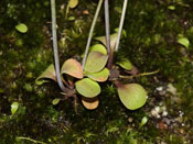 Utricularia biceps