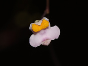 Utricularia biceps