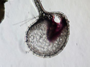 Utricularia bifida